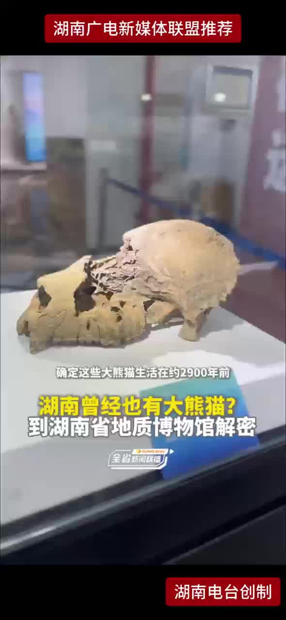湖南曾经也有大熊猫？