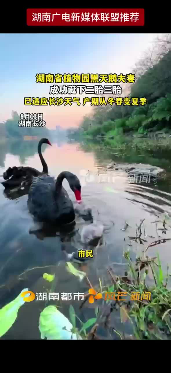 湖南省植物园黑天鹅夫妻