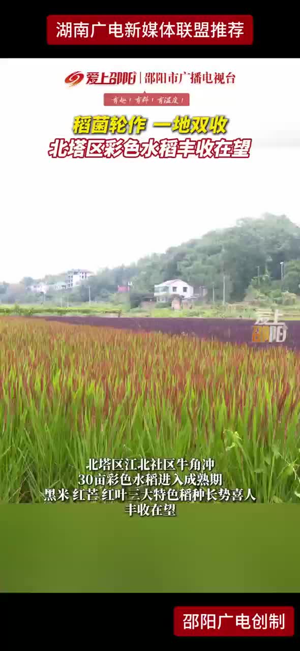 稻菌轮作 一地双收