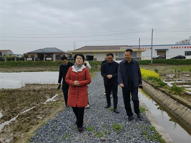 余习琼督导灌溪镇粮食生产工作