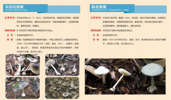 鼎城区疾控中心：珍爱生命 远离毒蘑菇