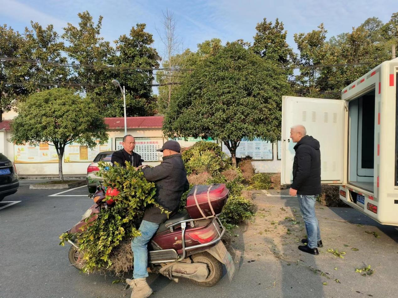 许家桥回维乡：油茶补植补造忙