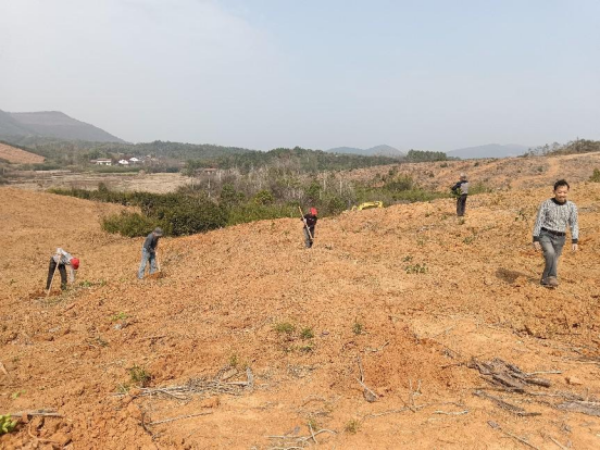 鼎城区双桥坪镇：荒地变“宝地” 油茶添效益