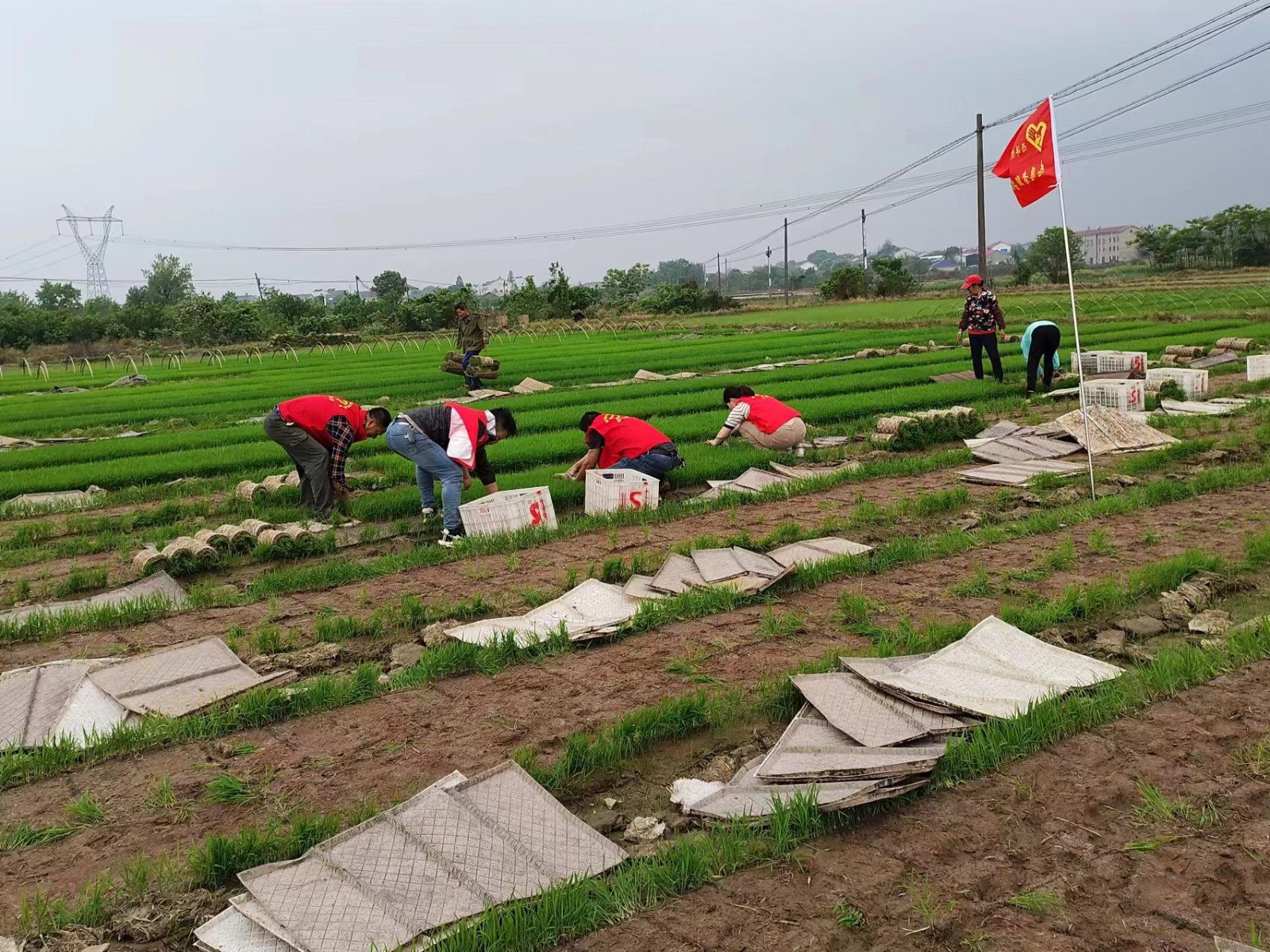 石公桥镇：谷雨时节种谷天，吹响插秧“冲锋号”