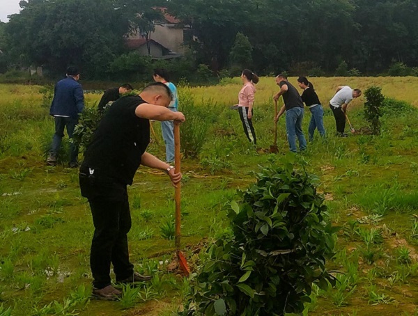 斗姆湖街道：不负好时光 植树添新绿