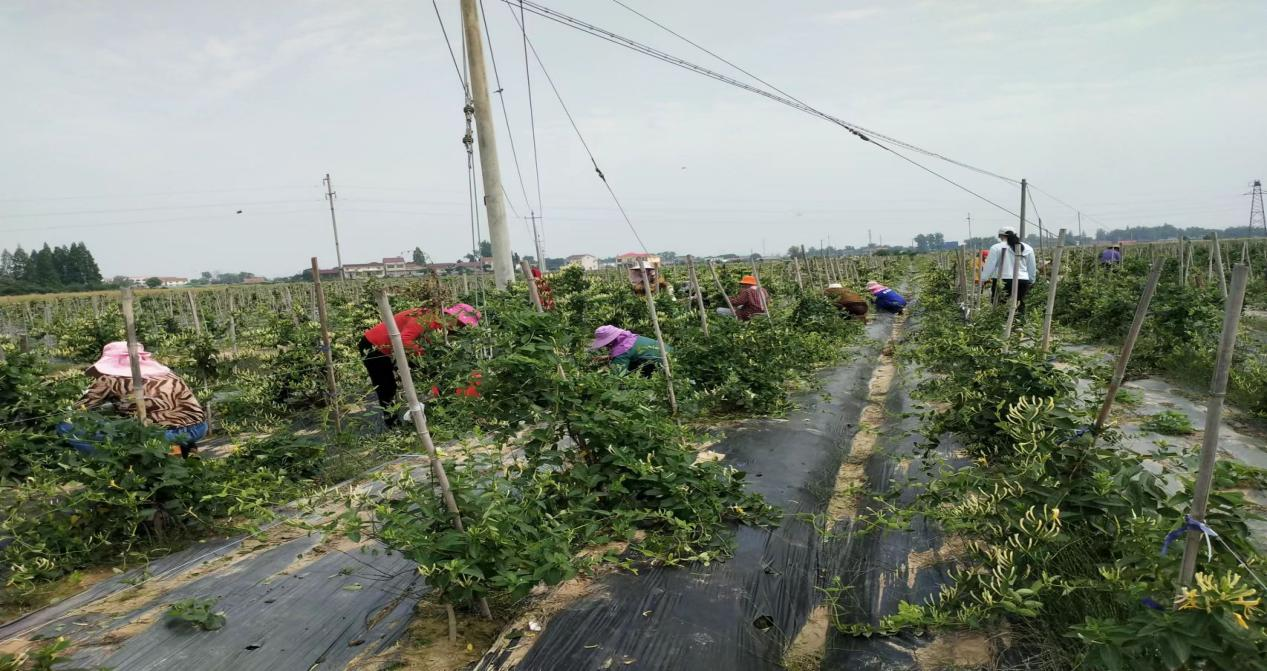 鼎城区韩公渡镇：种植金银花  结出“致富花”