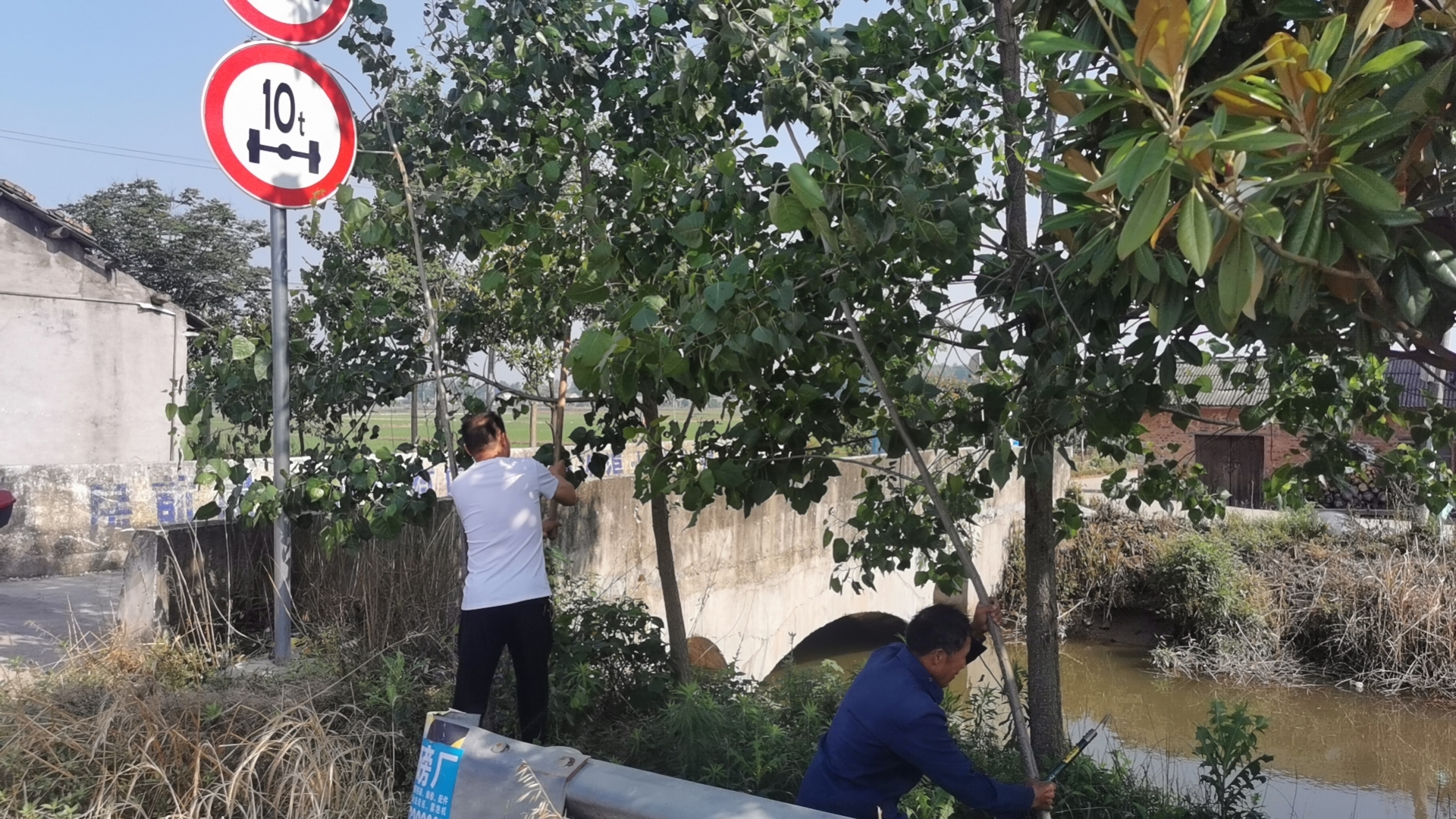 中河口镇：清理挡路树枝 消除安全隐患