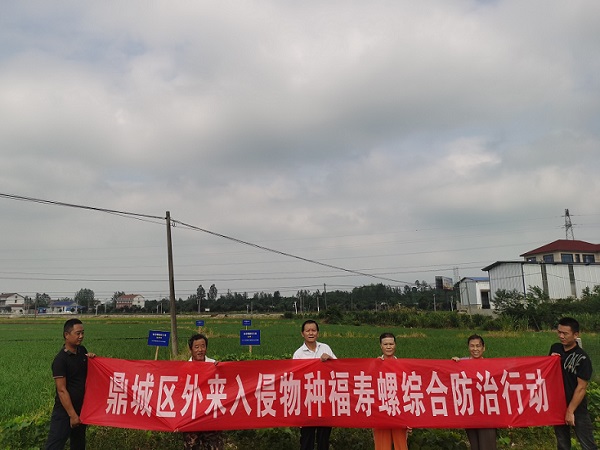 区农业农村局：组织开展福寿螺综合防控行动