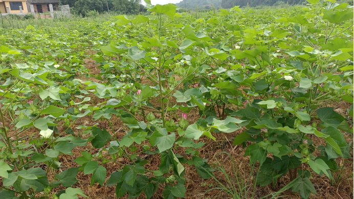 双桥坪镇：棉花长势好 田间管理忙
