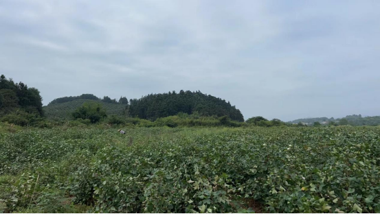 双桥坪镇：棉花压枝头 处处好“丰”景