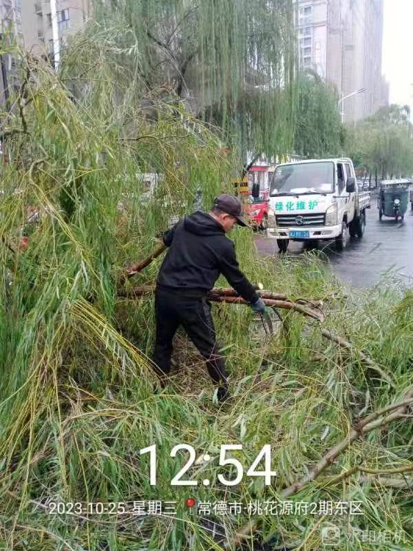 鼎城区城管局：大雨倾城树木倒塌 绿化工人冒雨处置