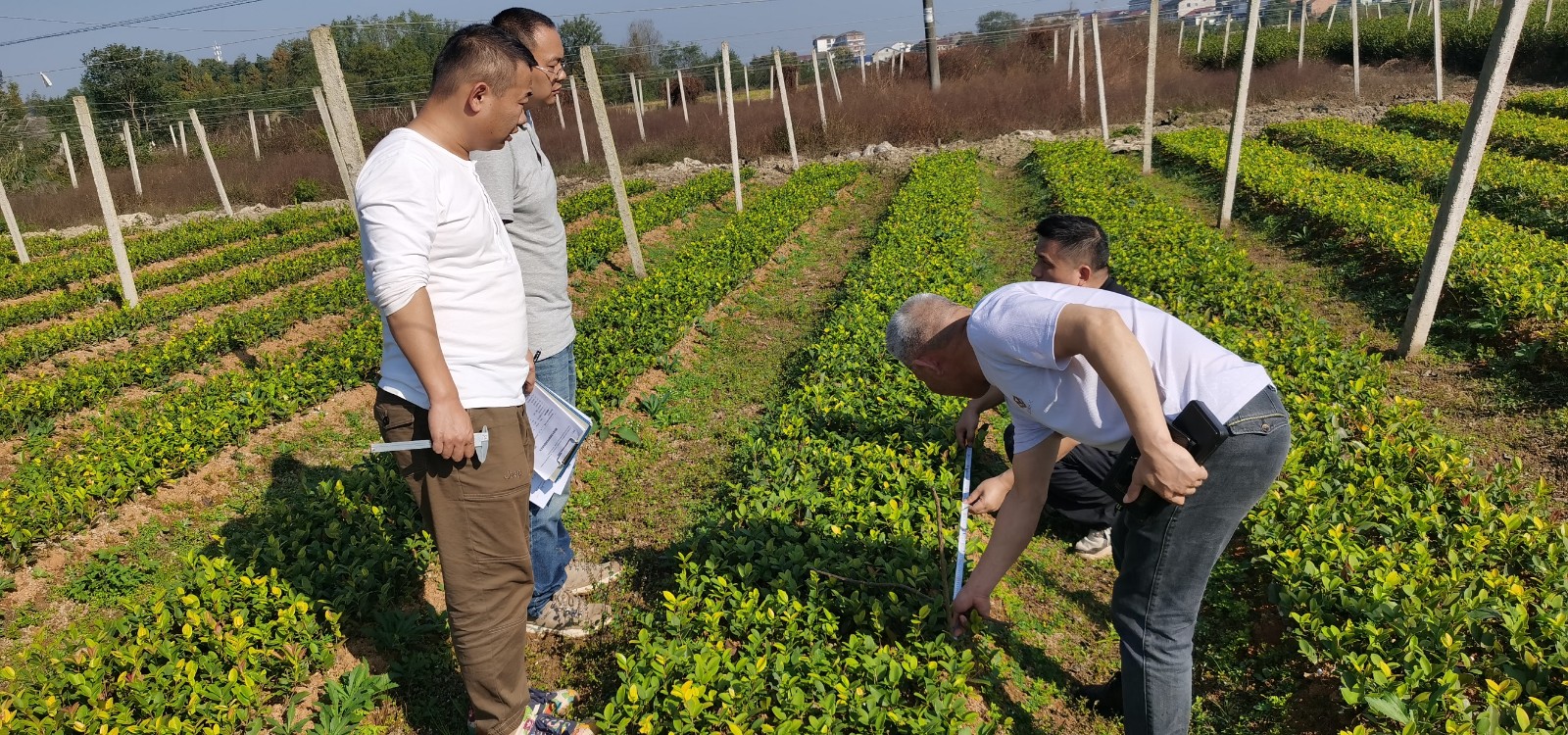 鼎城迎接省局种苗质量大检查 进一步保障油茶生产安全用苗