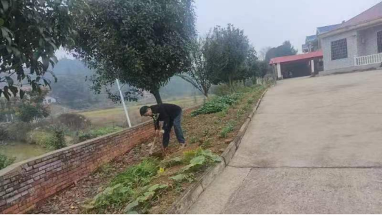 双桥坪镇：推广油茶种植 助力乡村振兴