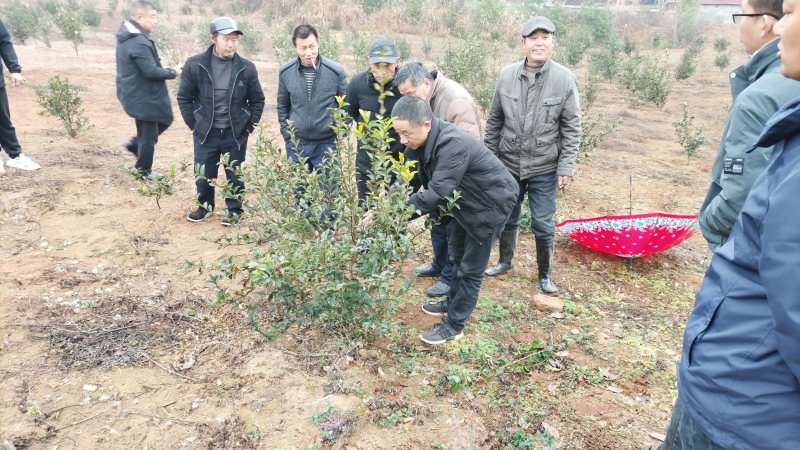 区林业局：践行服务宗旨  送技术到地头