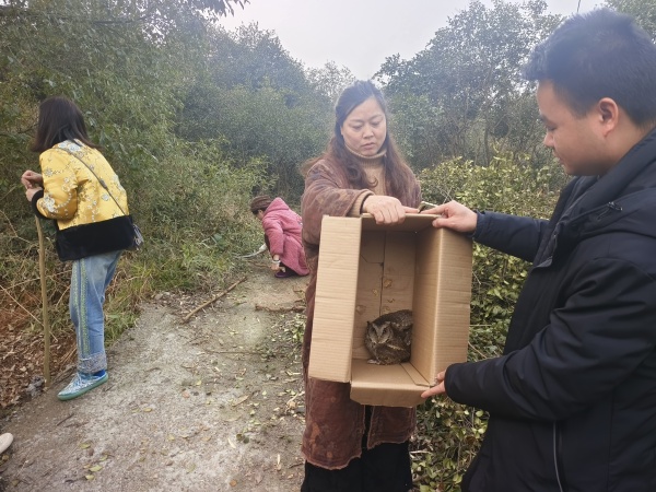 灌溪镇：猫头鹰受伤被困 热心群众携手救助