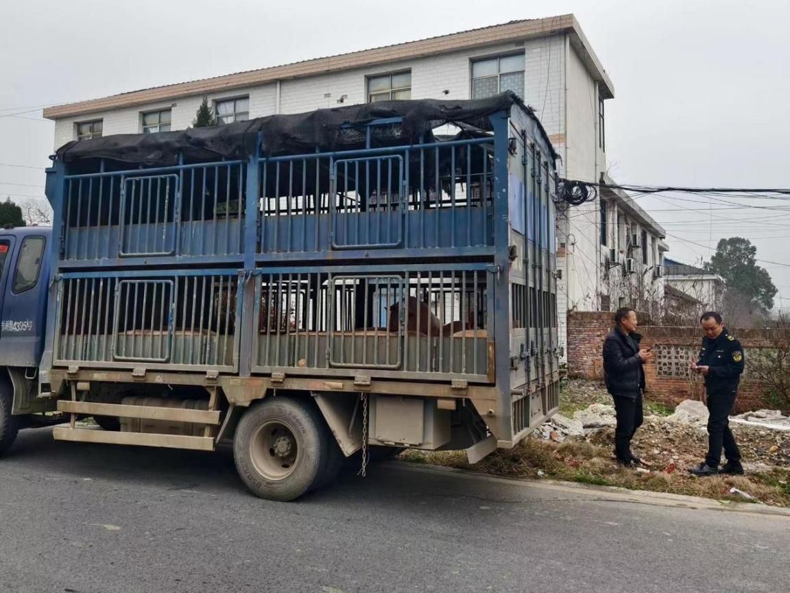 区农业综合行政执法局查处一起非法运输未经检疫生猪案