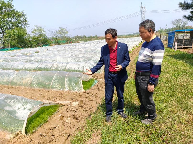 镇德桥镇：笑语春耕，忙待秋熟
