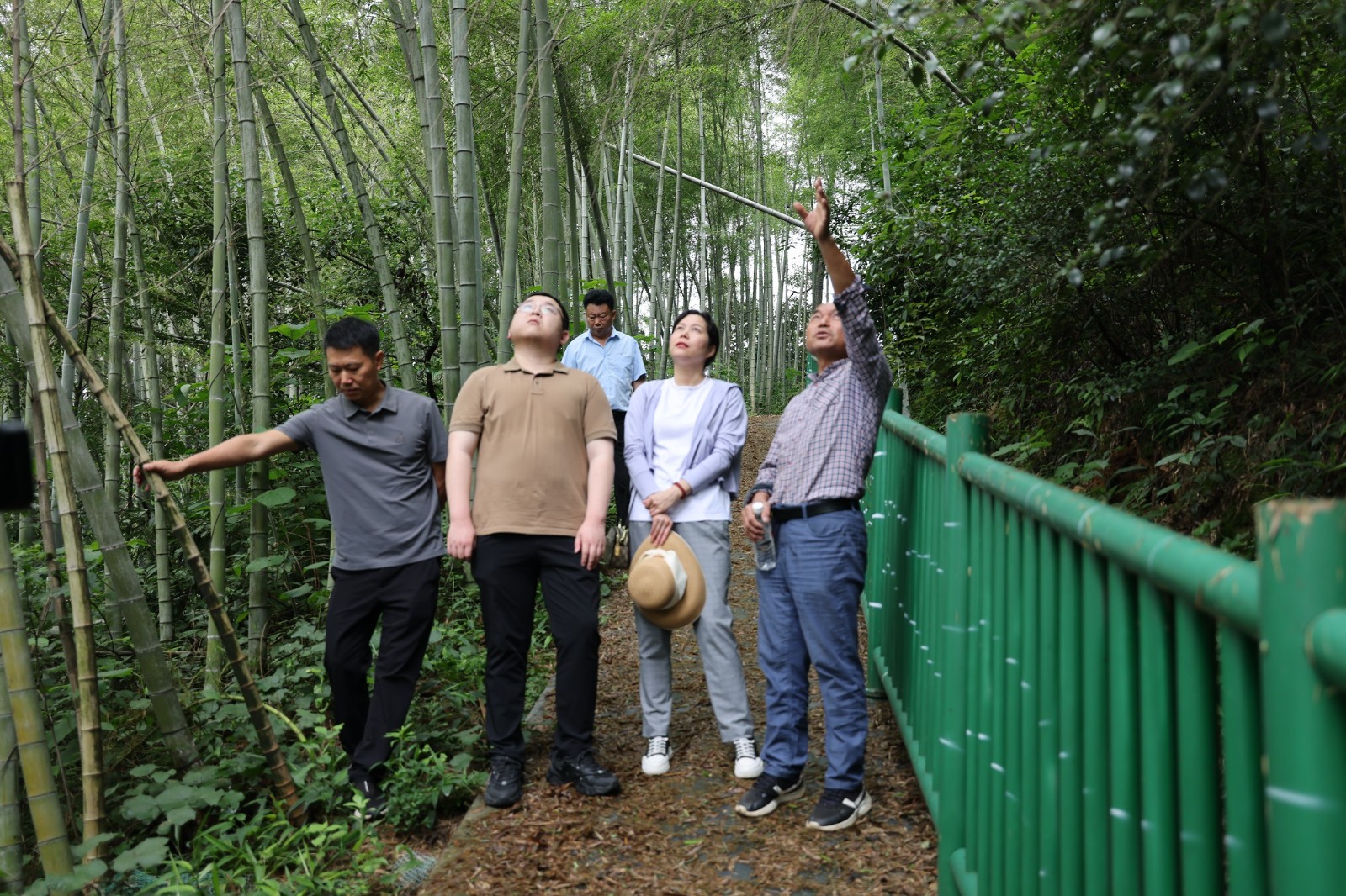 区林业局：烟剂薰杀竹煌   守护绿水青山
