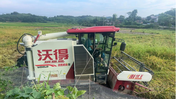 双桥坪镇：早稻喜获丰收 奏响丰收乐章