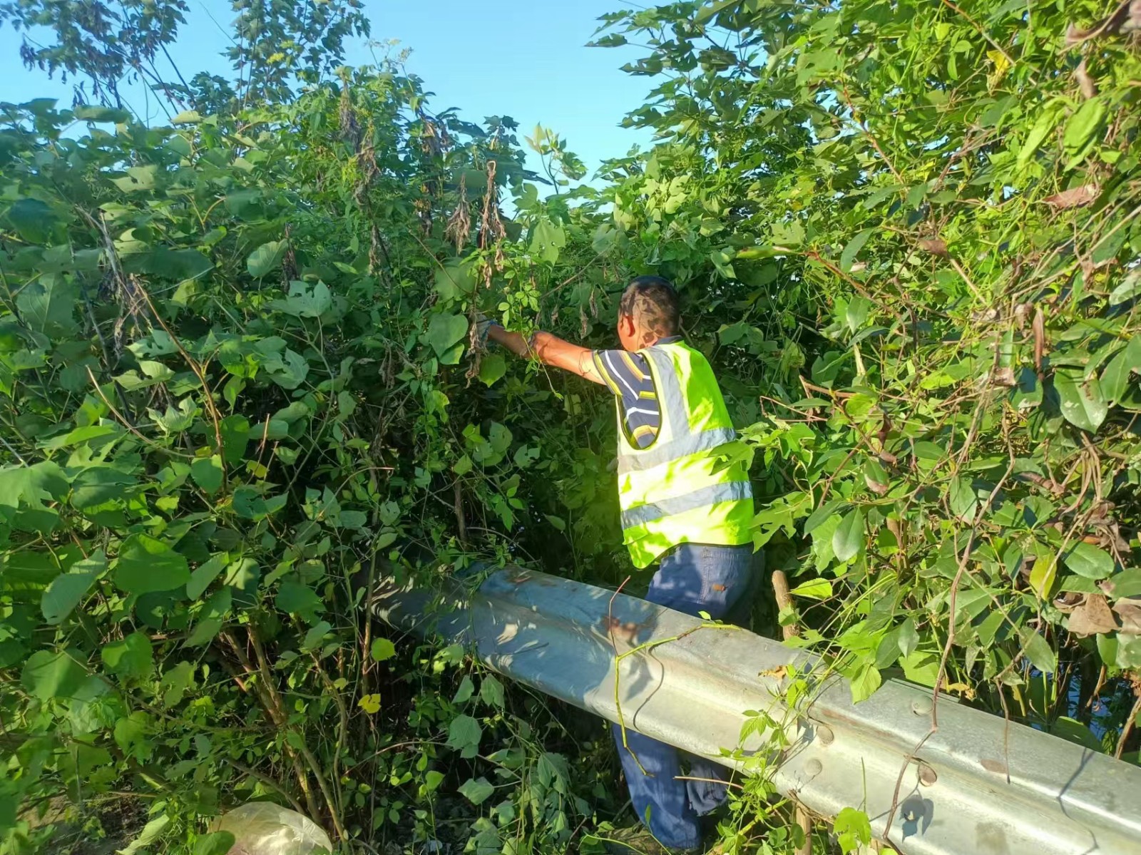 十美堂镇：除草护绿大整治  人居环境再升级