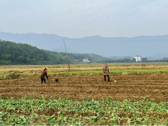 双桥坪镇：扎实推进油菜种植 助力农户秋种增收