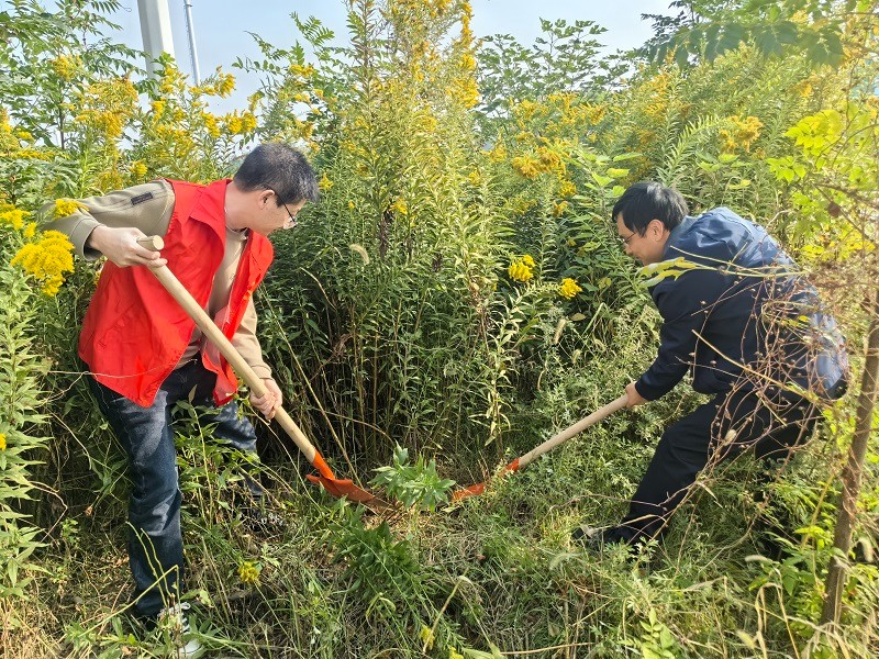 区农业农村局：清除“加拿大一枝黄花”  筑牢生态安全屏障