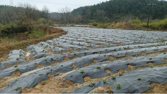双桥坪镇：百亩土豆示范片 撬动集体经济新引擎