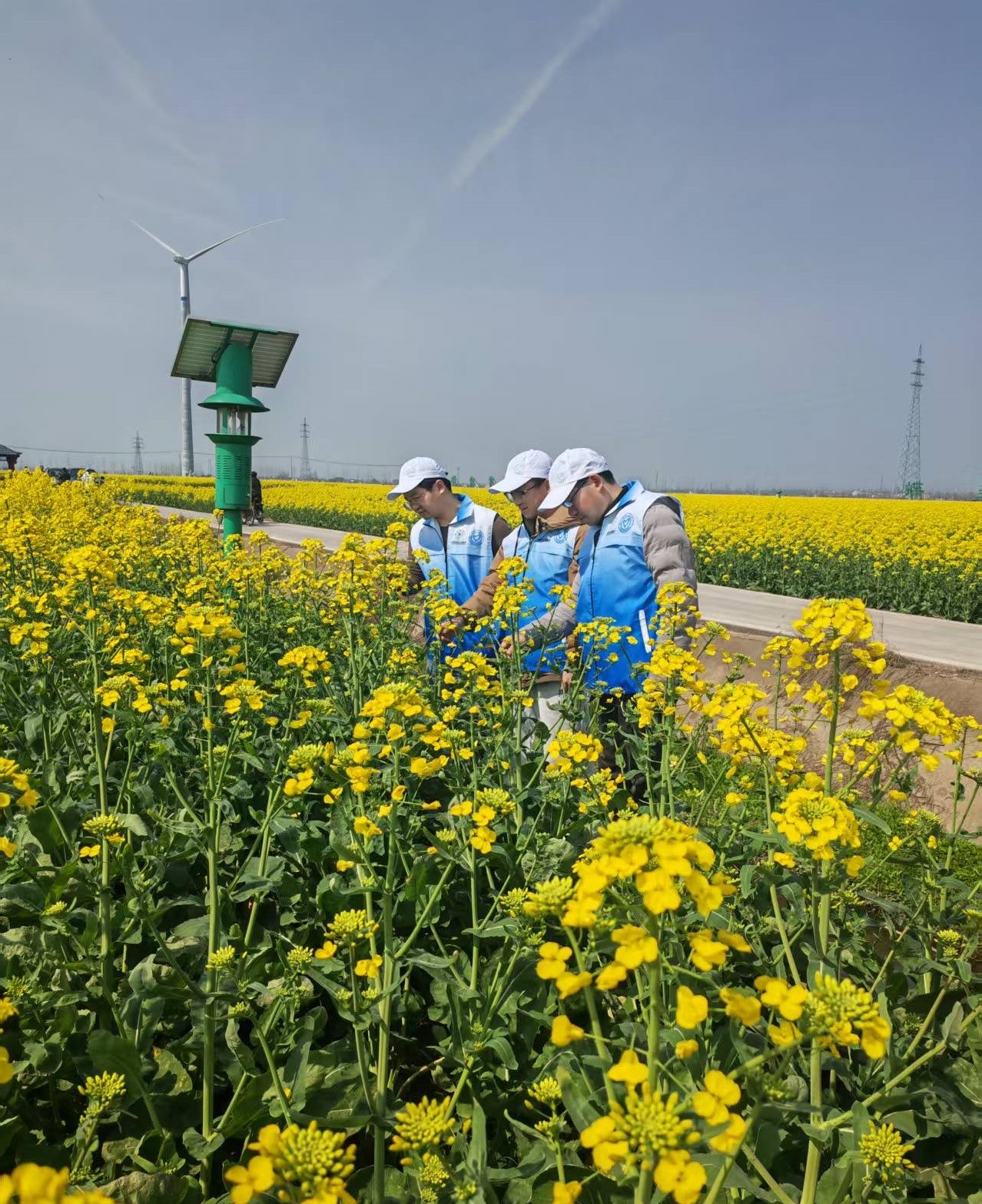 鼎城区气象局：气象科普进田间  助力油菜增丰收