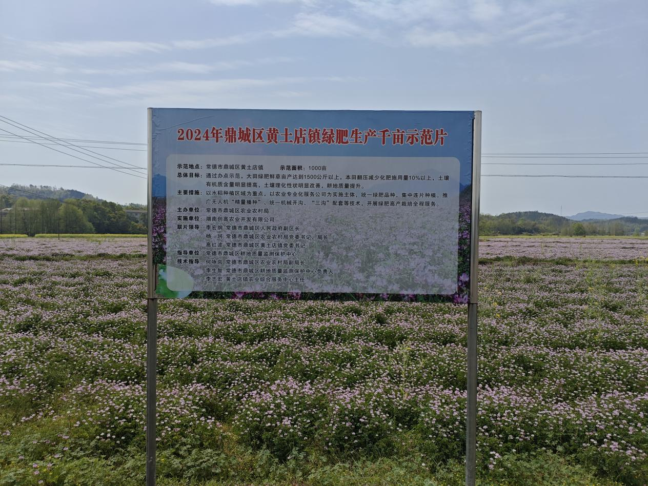 区农业农村局： 开展冬种绿肥田间测产工作