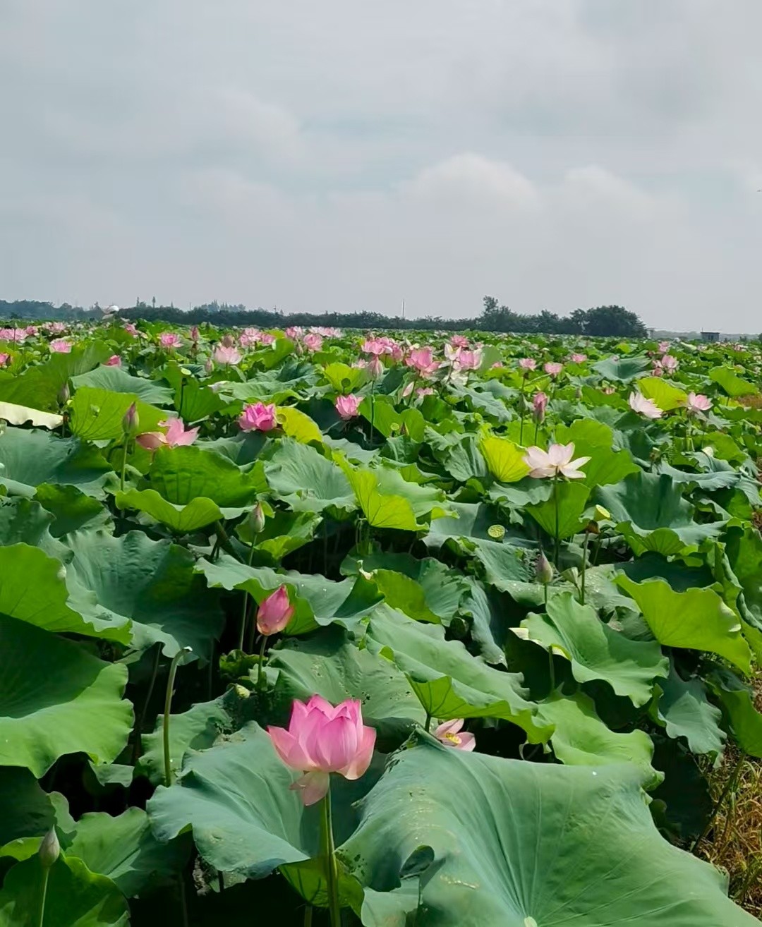 韩公渡镇郑家湾村：致富荷花开满塘 香远益清迎客来
