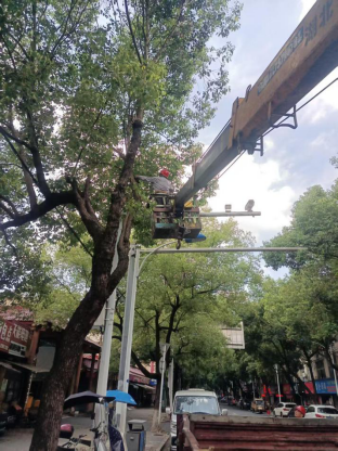 鼎城区城管局：修剪遮挡信号灯树枝 消除行车安全隐患