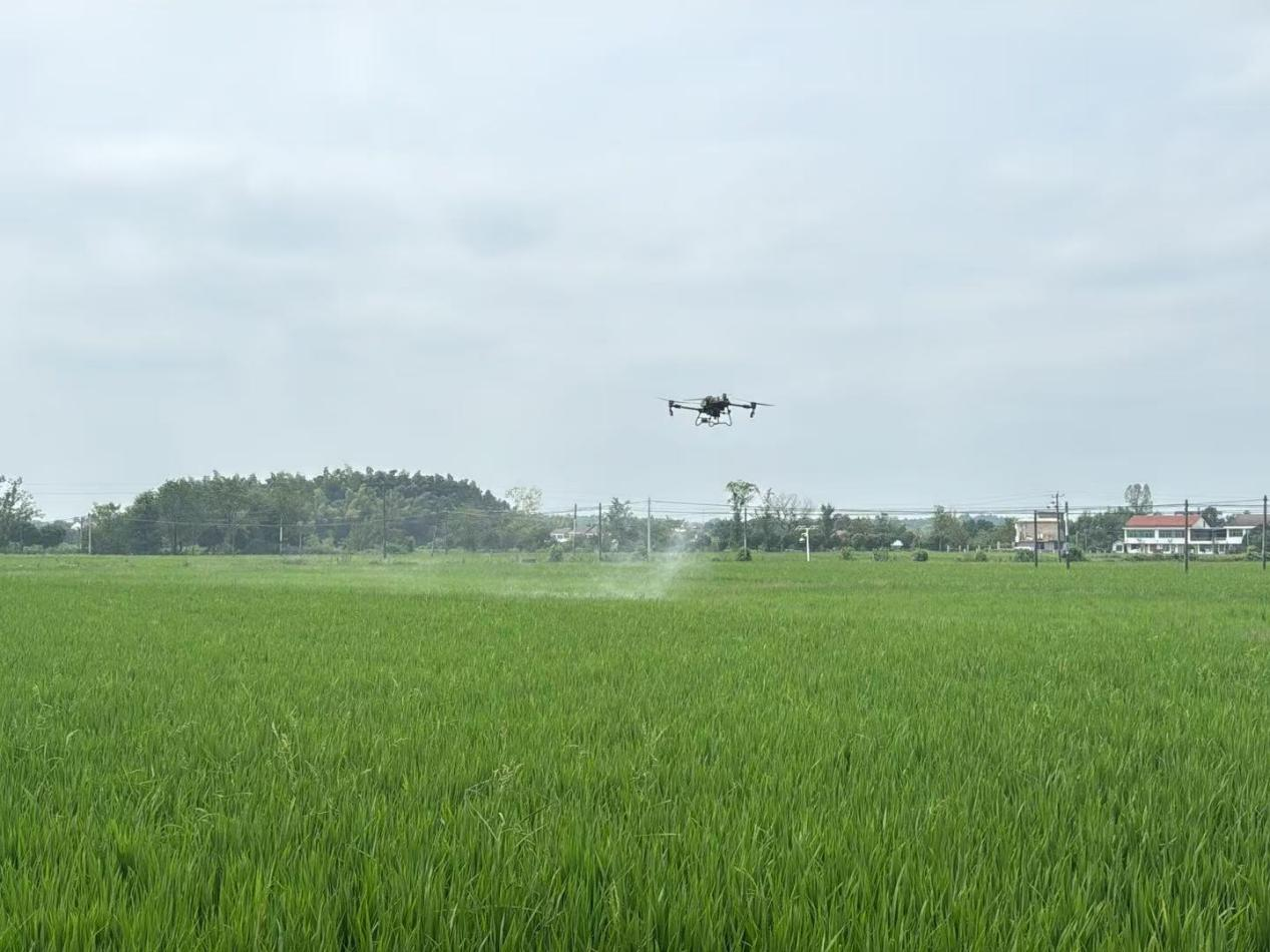 区农业农村局：秋粮“一喷多促”  绘就鼎城丰收画卷