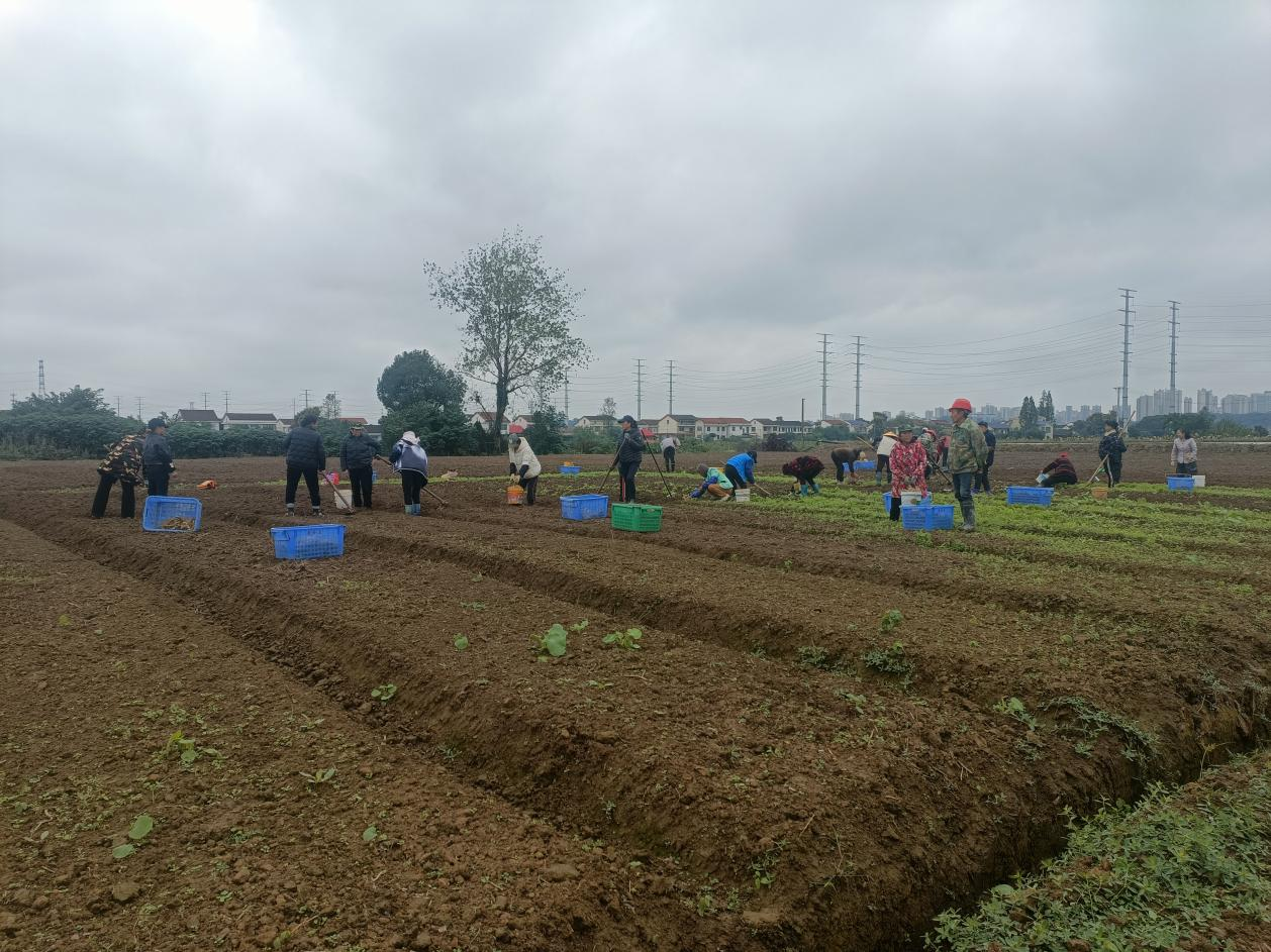 郭家铺街道：中药材种植照亮乡村振兴梦