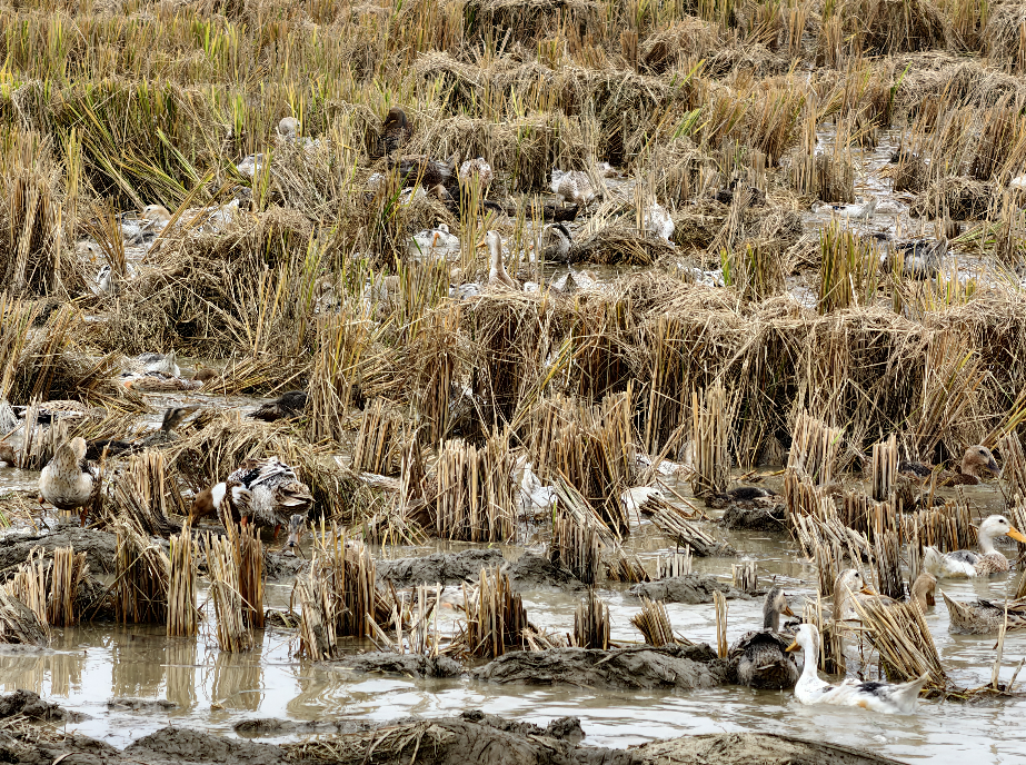 周家店镇：“秸”尽所能！探索秸秆综合利用新路径