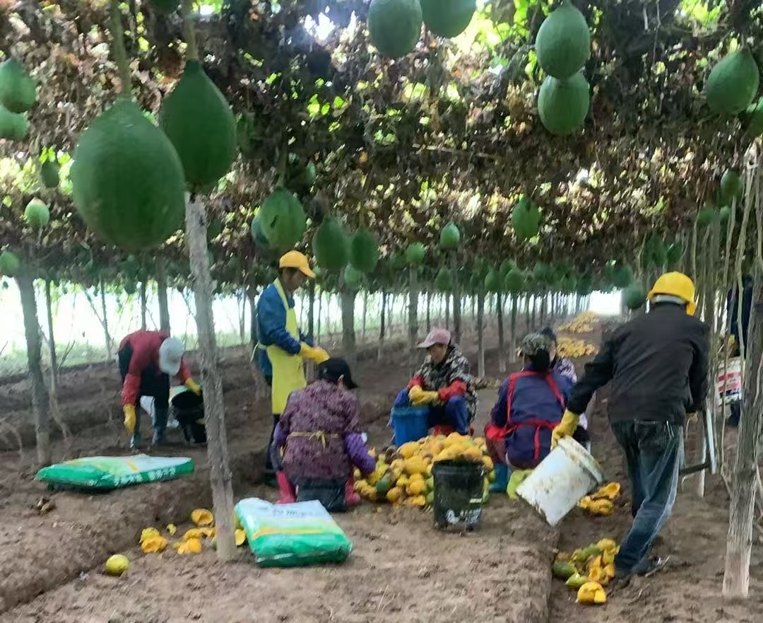 韩公渡镇：小吊瓜变成“致富果”