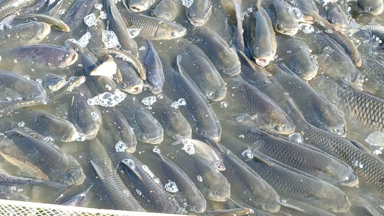 韩公渡镇：冬日起鱼忙 丰收年味浓