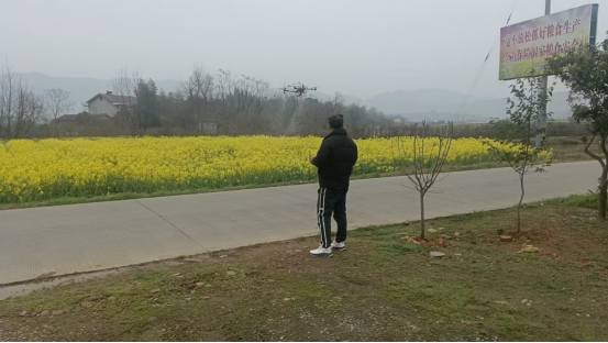 双桥坪镇：无人机“飞防”护航油菜丰产增收