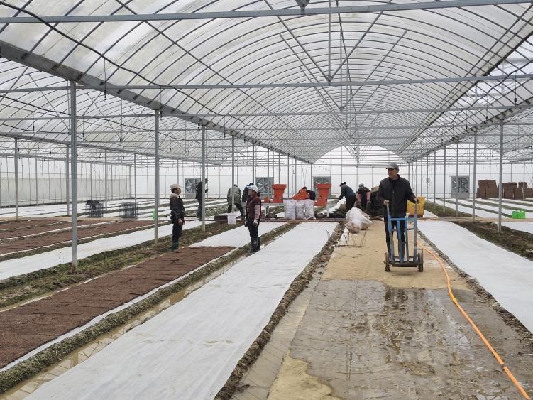 镇德桥镇：科技赋能育秧，春耕提质增效