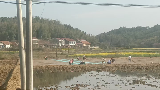 双桥坪镇：抢抓农时育秧忙 抛秧田里盼丰收