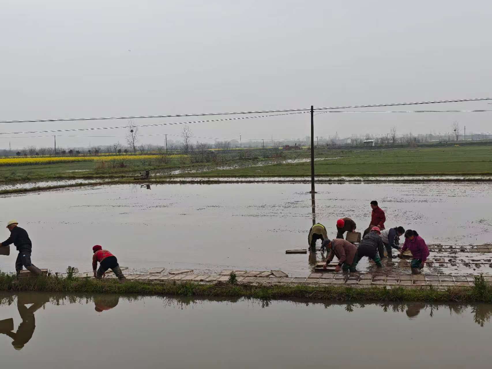 韩公渡镇：春的希望在田间起航