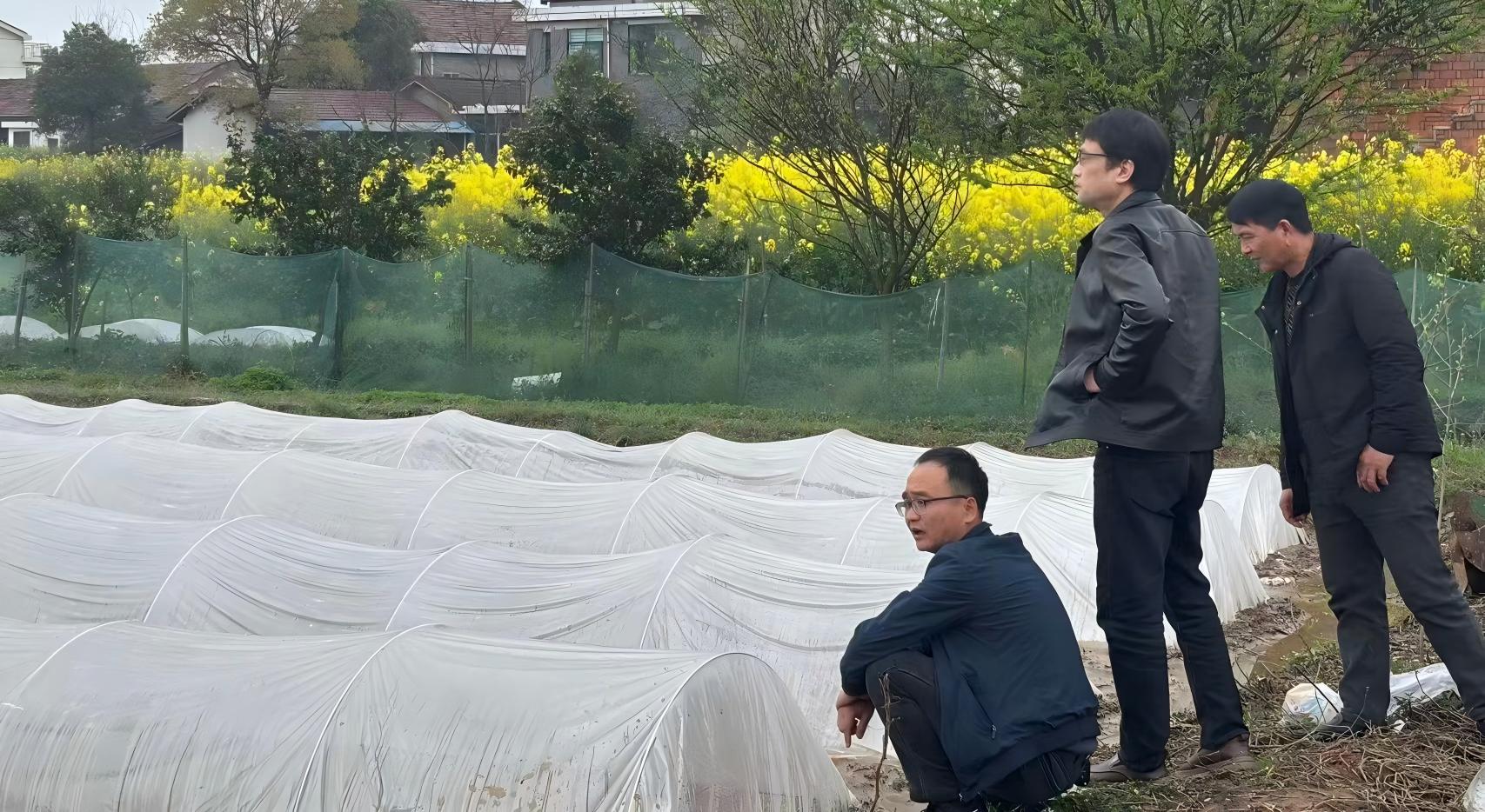 石公桥镇：农技专家田间“把脉问诊” 为连续雨天“对症下药”‌