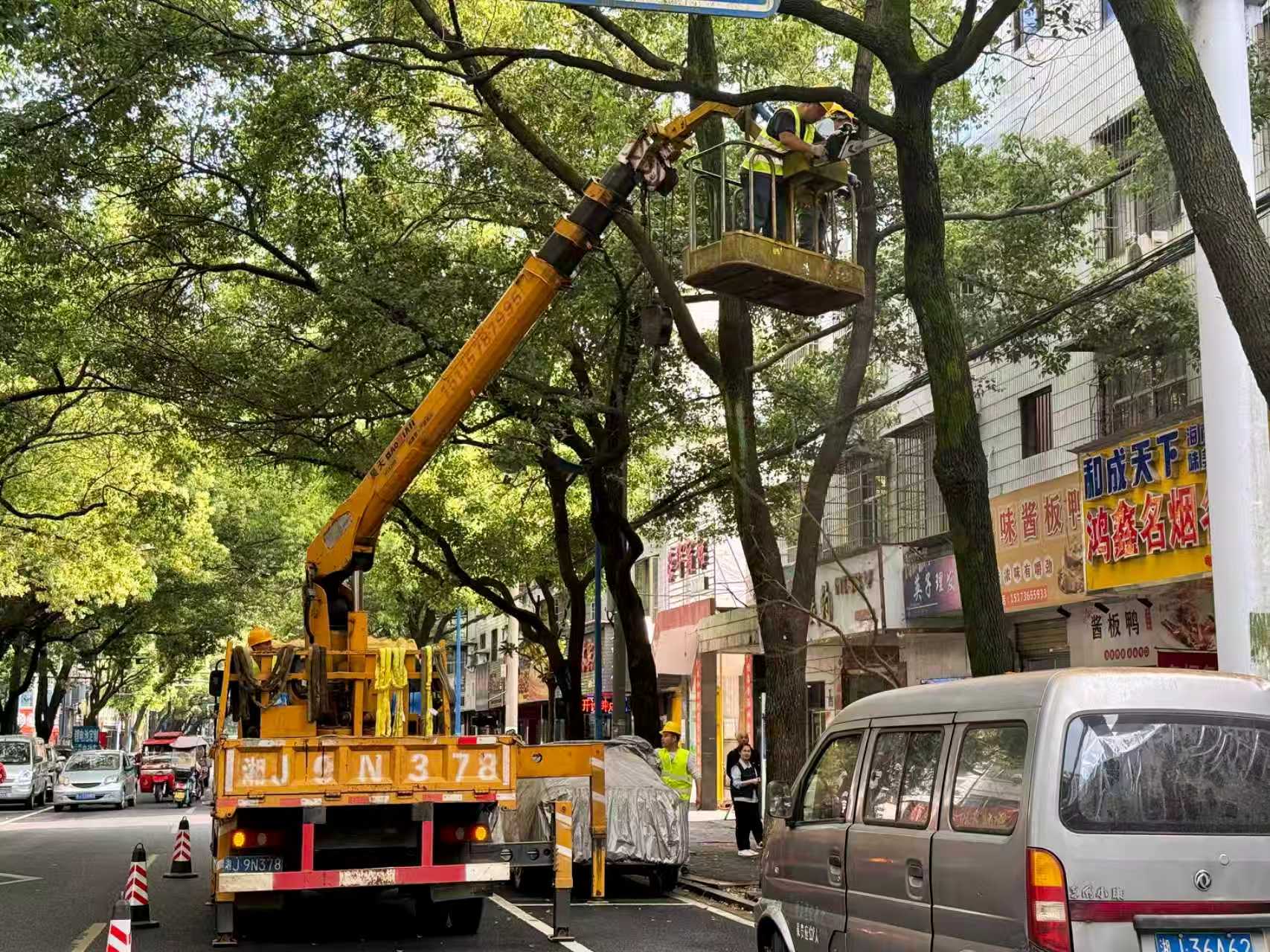 鼎城区城管局： 启动行道树枝重截修剪专项工作