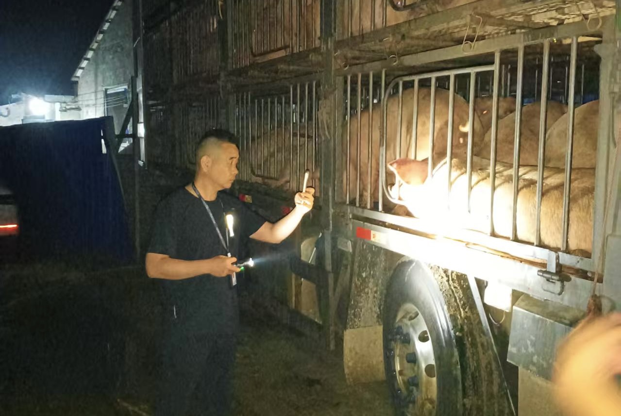 韩公渡镇：抓实检疫监管 生猪出栏态势良好