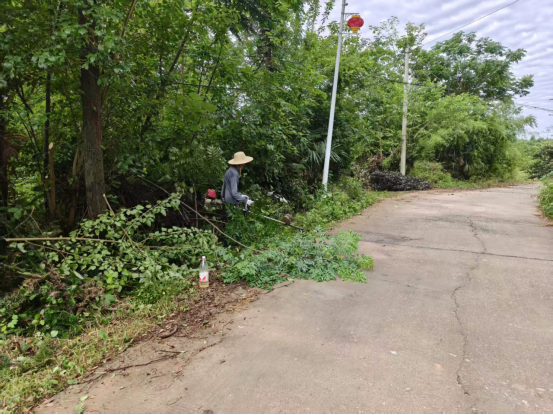 双桥坪镇：道路除杂保通畅 人居环境展新颜