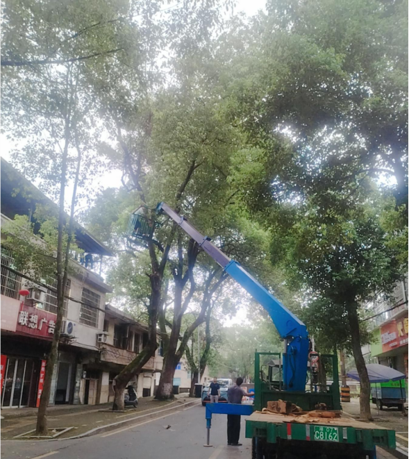 草坪镇：接诉即办解民忧 清排危树除隐患