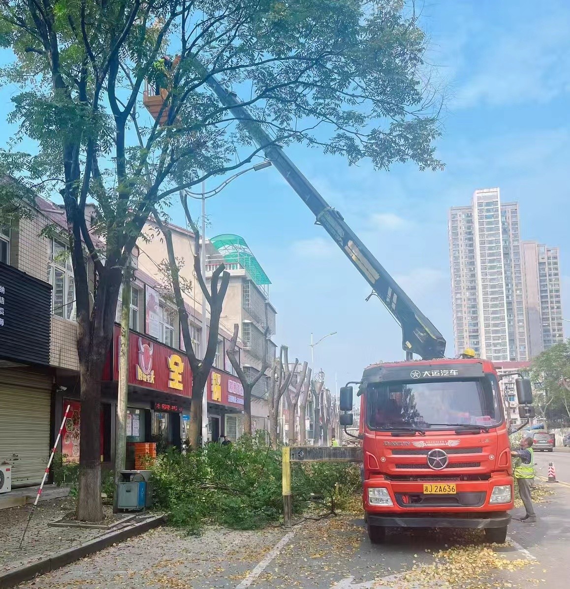 鼎城区城管局：持续推进行道树重度修剪专项工作